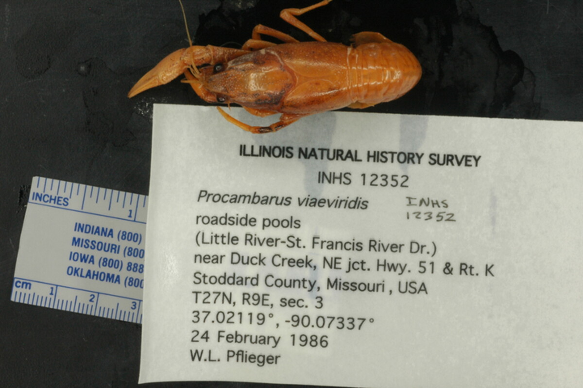 Procambarus viaeviridis image